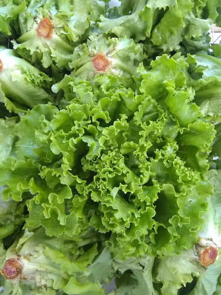 Lettuce Red Crisp Organic Long Lane