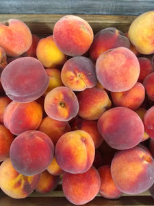 Peaches Yellow Sunnycrest Orchard, Sterling MA