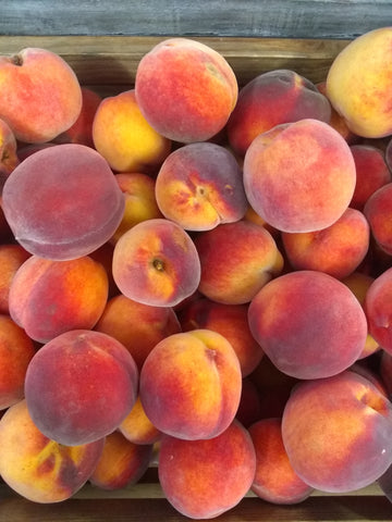 Peaches Yellow Sunnycrest Orchard, Sterling MA