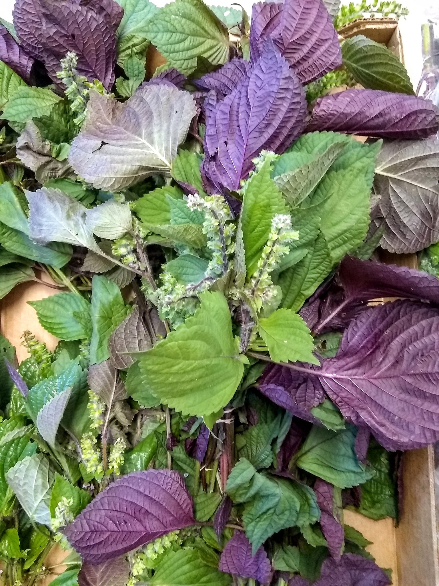 Shiso, Bi-color Organic, 1/3 #