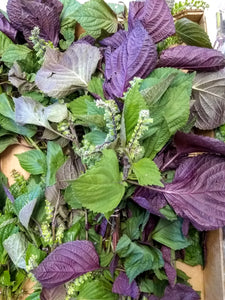 Shiso, Bi-color Organic, 1/3 #