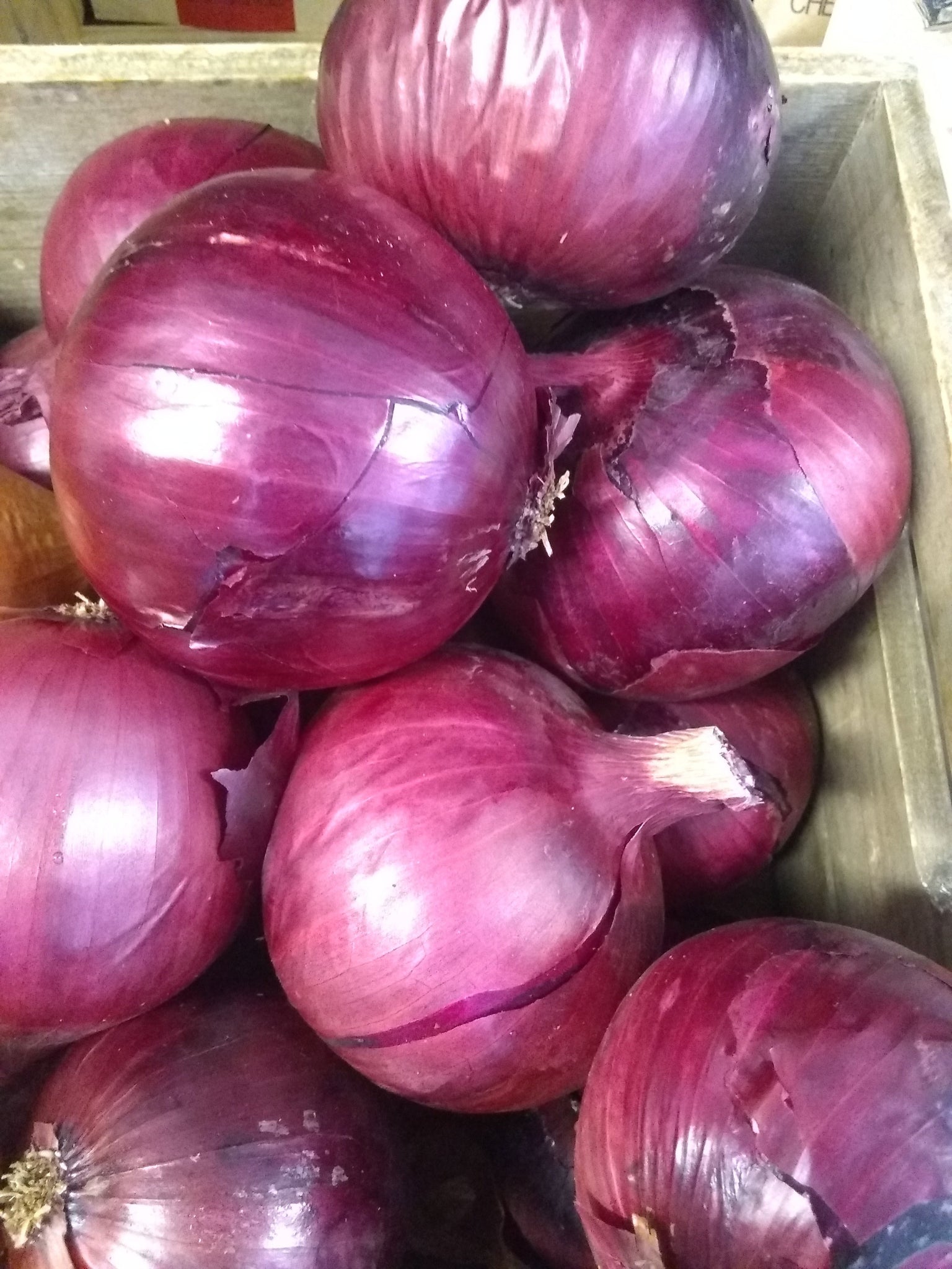 Onions Red Organic Langwater