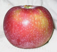 Apples, Gala Maine