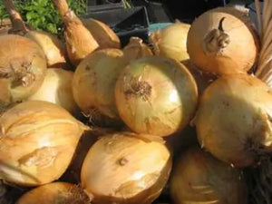 Onions, Spanish, Organic Langwater