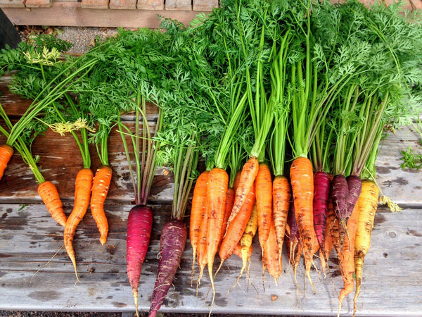 Carrots Orange with tops! CNG Wildberry Acres