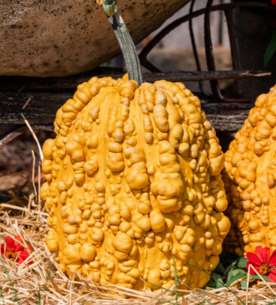 Pumpkins 3 kinds