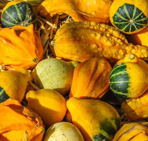 Gourd, Autumn Wing (decorative) price each