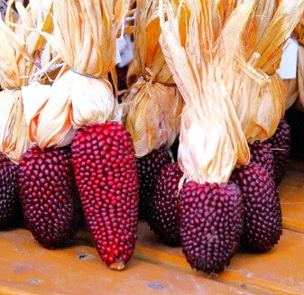 Corn Indian Strawberry bunch