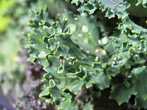 Kale, Baby Organic, Langwater 1/3lb