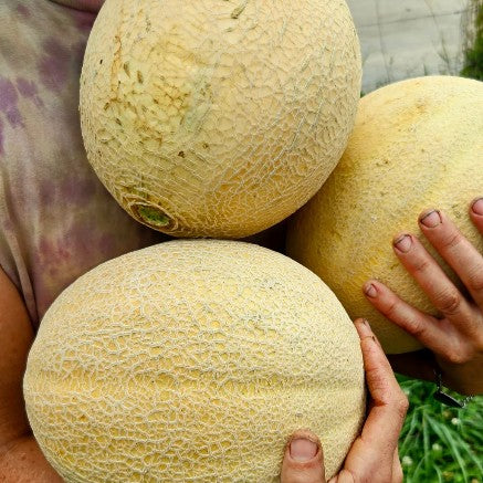 Cantaloupe Organic Red Fire Farm