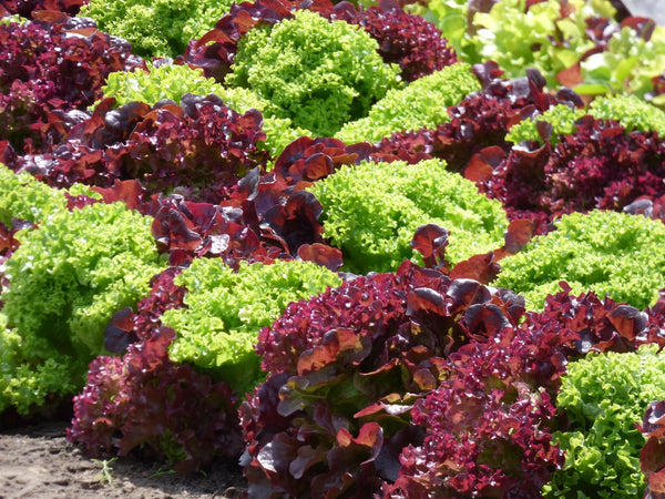 Seedlings Early Season 4pk Organic Red Fire Farm