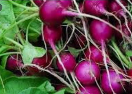 Radish Bumch CNG Organic