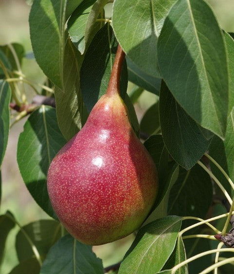 Pears Bartlett Ward's