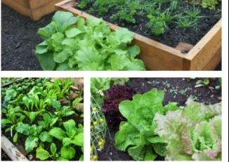 Seedlings Herbs Organic Red Fire Farm