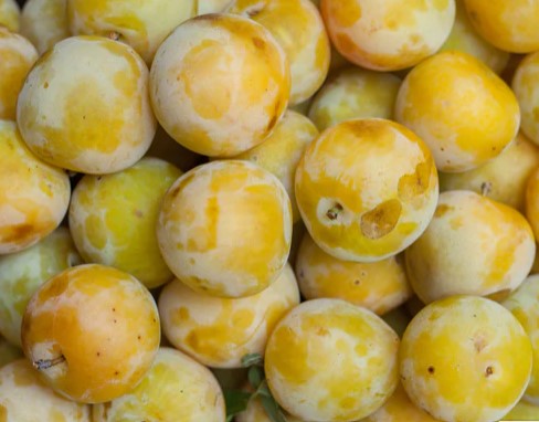 Plums Methley