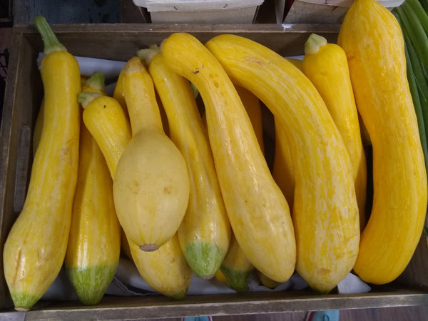 Squash Summer Organic Bay End