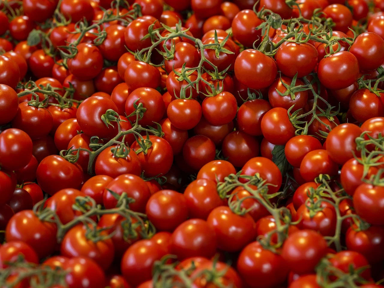 Tomatoes Cocktail CNG Hunts Berry Farm