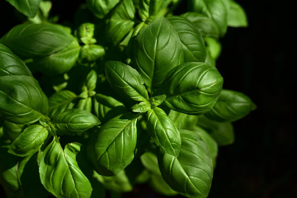 Seedlings Herbs Organic Red Fire Farm