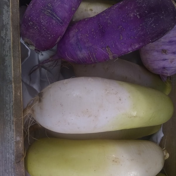 Radish, Organic White Daikon Bay End