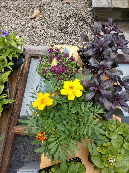 Seedlings Flowers 4pk Red Fire Farm