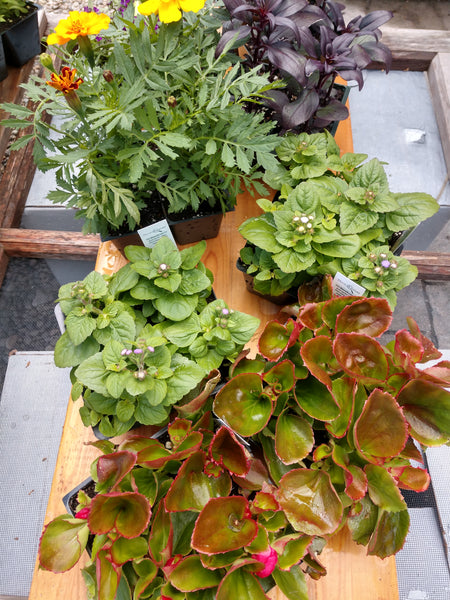 Seedlings Flowers 4pk Red Fire Farm