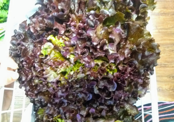 Lettuce Red Crisp Organic Long Lane