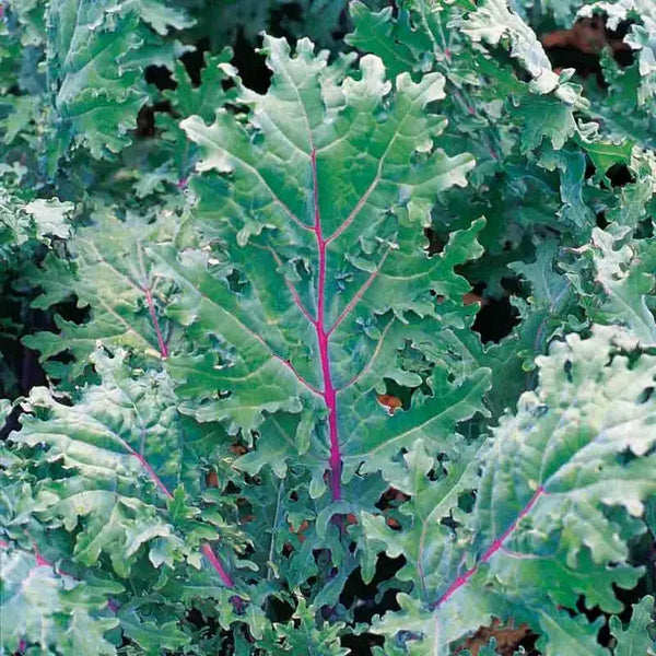Kale Organic Bunch