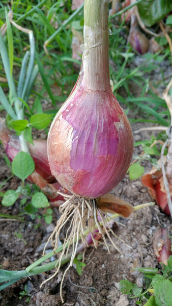 Onions Long de Tropea Organic New Crop