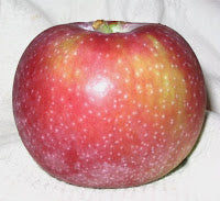 Apples Cortland