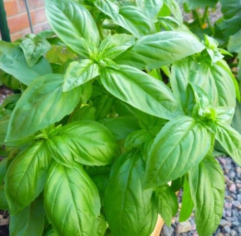 Basil Organic