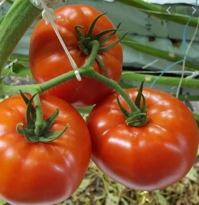 Tomatoes, Organic Slicers Langwater