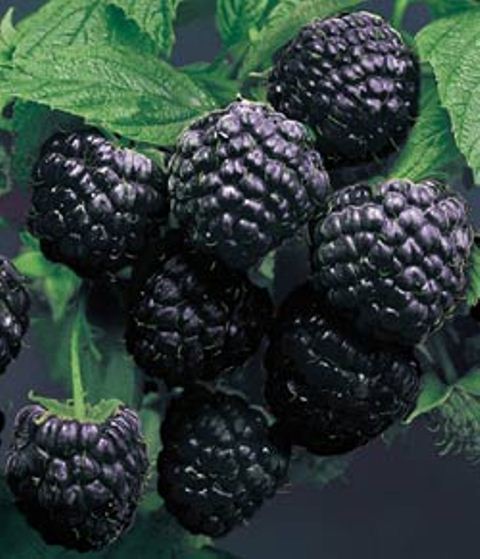 Black Raspberries 1/2 Pint CNG Wildberry Acres