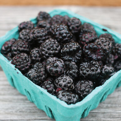 Black Raspberries 1/2 Pint CNG Wildberry Acres