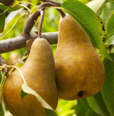 Pears, Bartlett Native