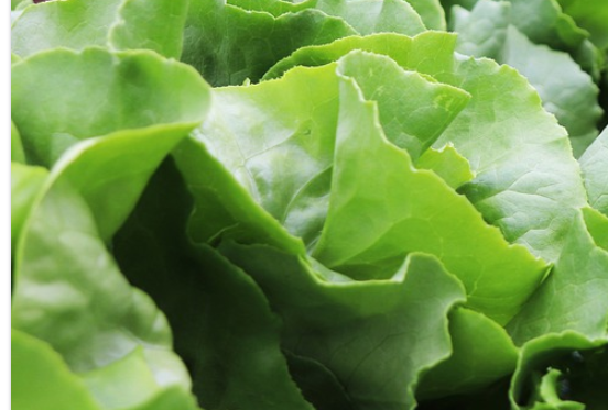 Lettuce Head Red or Green Crisp Organic Luckyfoot Ranch