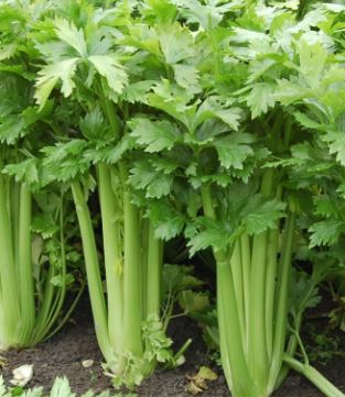 Celery Organic Langwater