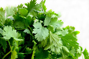 Cilantro, Organic Langwater