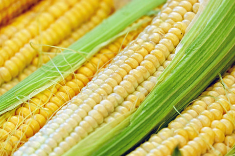 Corn, Native Sweet conventional