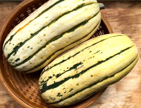 Squash Delicata Wards