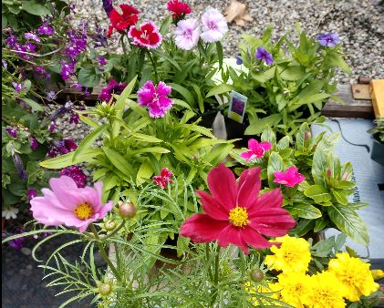 Seedlings Flowers 4pk Red Fire Farm