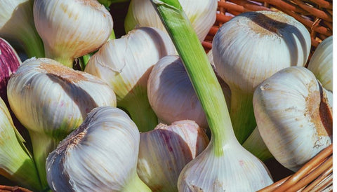 Garlic Organic Kitchen Garden Farm