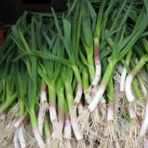 Green Garlic Organic
