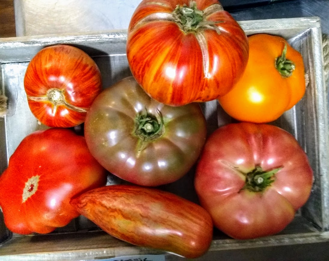 Tomatoes Heirloom Organic Red Fire Farm