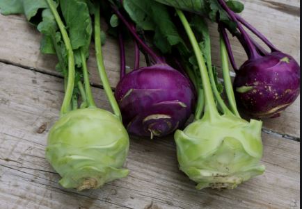 Kohlrabi Mixed Organic