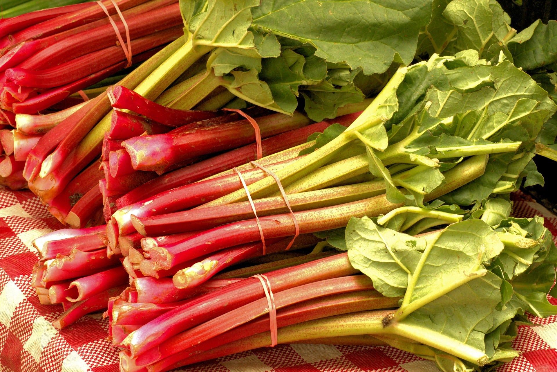 Rhubarb Organic Red Fire Farm