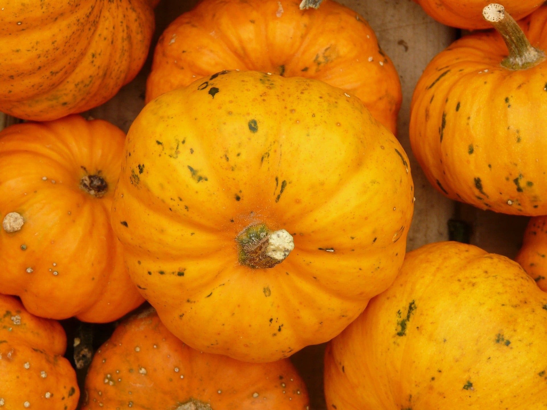 Pumpkins 3 kinds