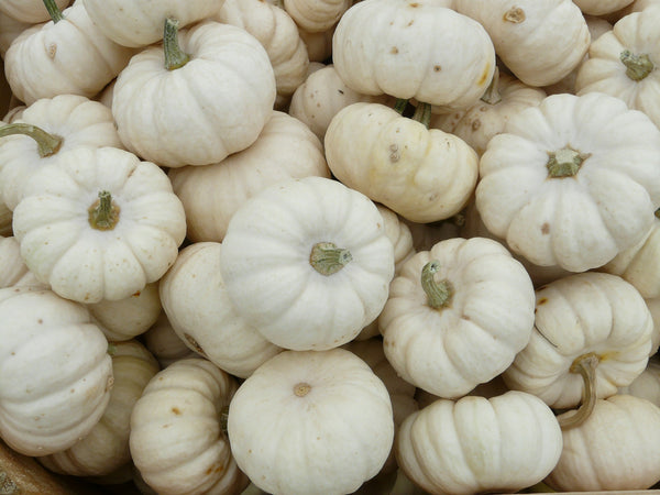 Mini Pumpkins 3 Kinds SALE 15%