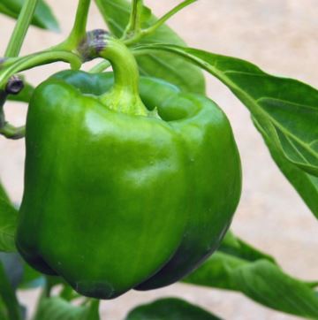 Peppers Green Bell