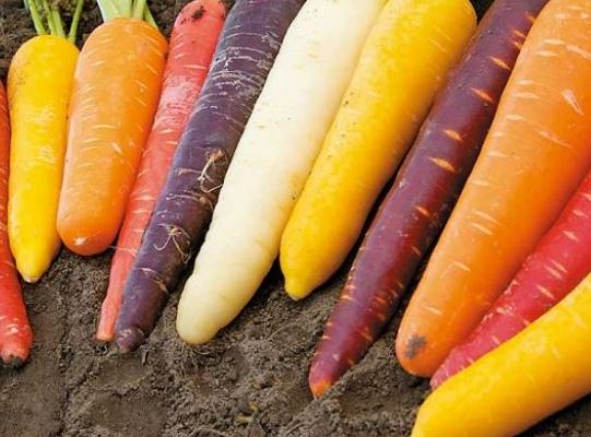 Carrots Rainbow Wards