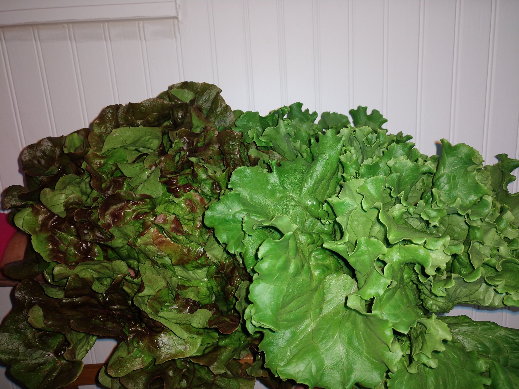 Lettuce Mix Head Organic Langwater